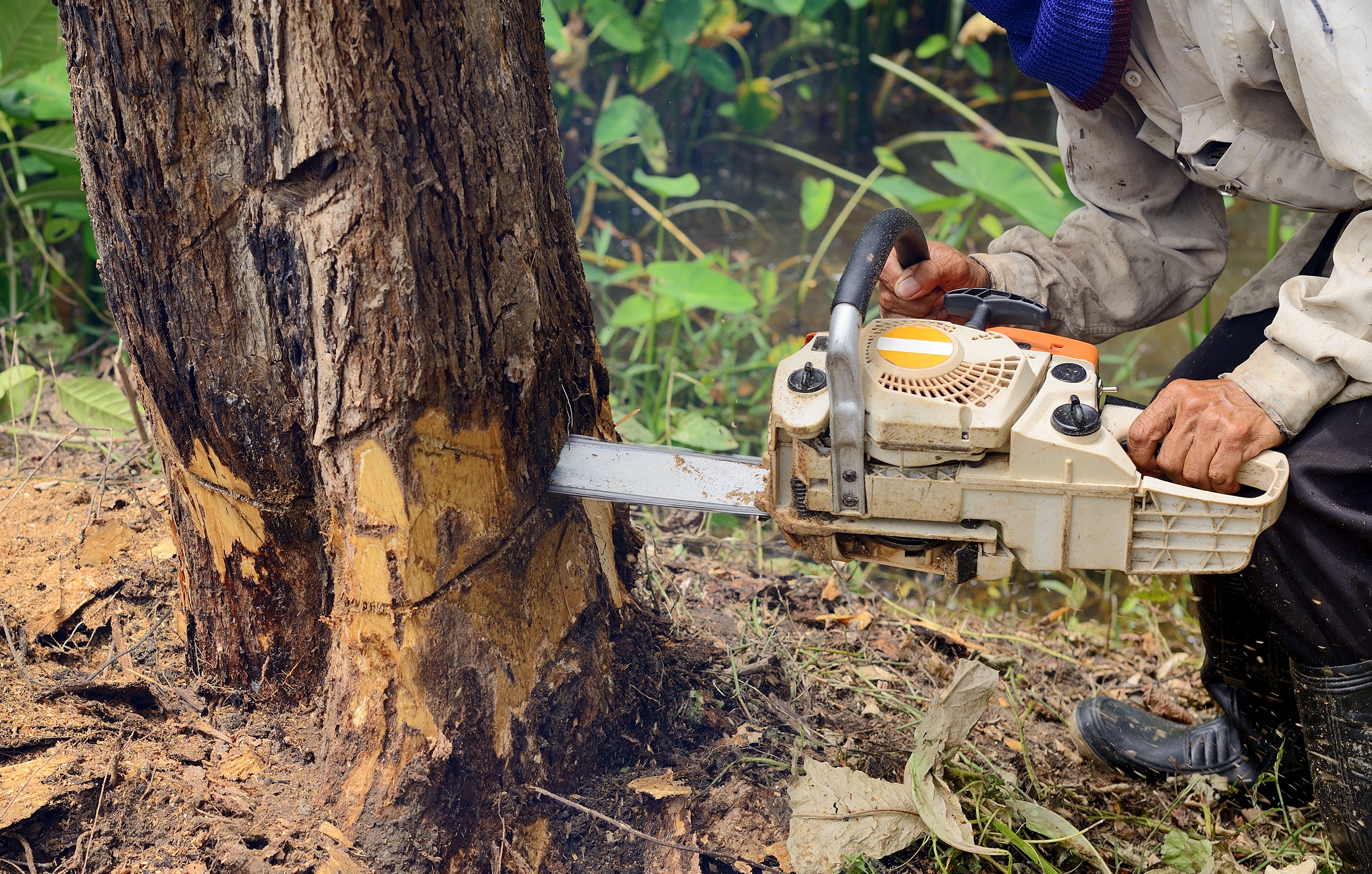 A man cutting down a tree with a chainsaw