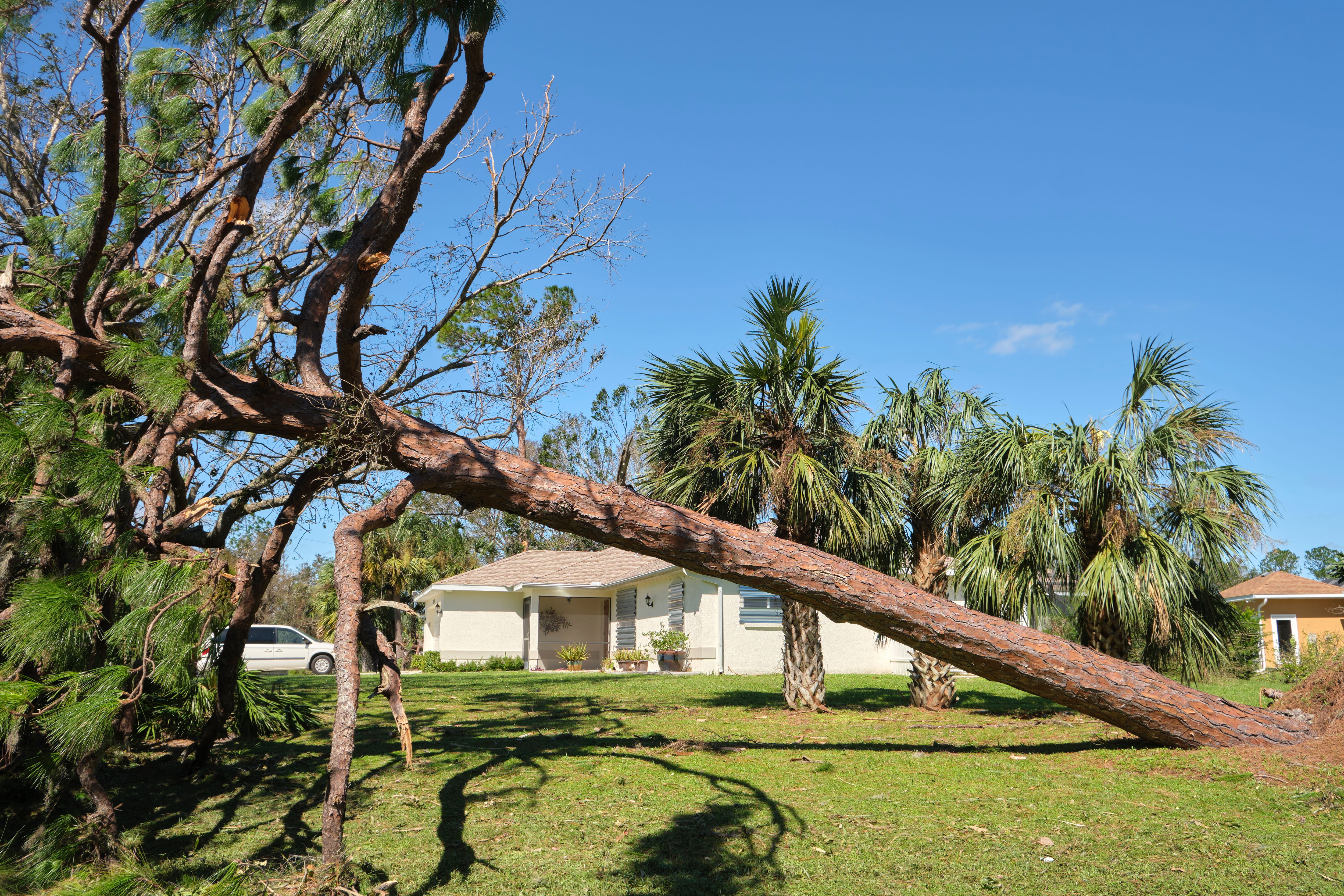 A large tree that has fallen over in a field