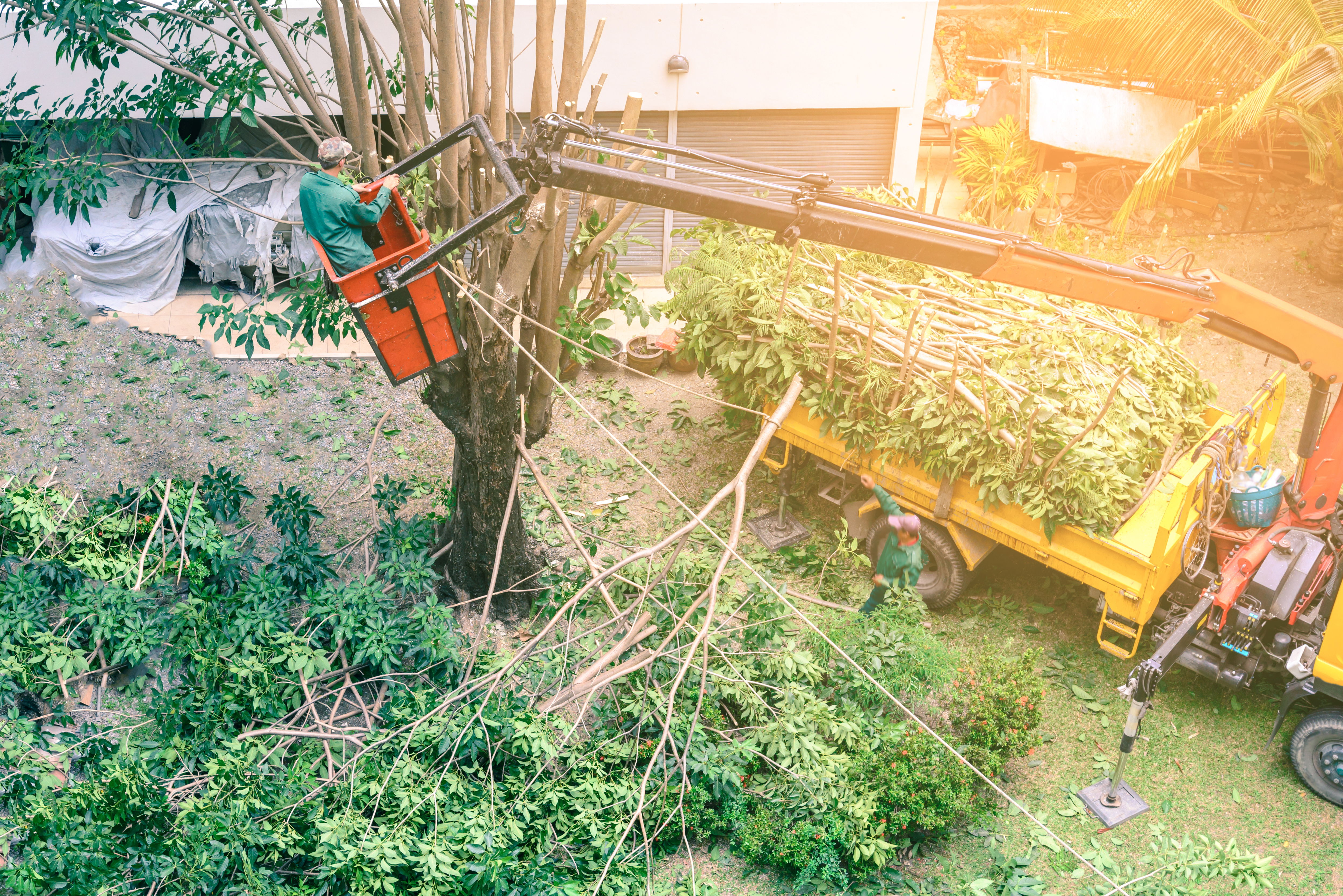 Two workers disposing of multiple trees using a large trailer