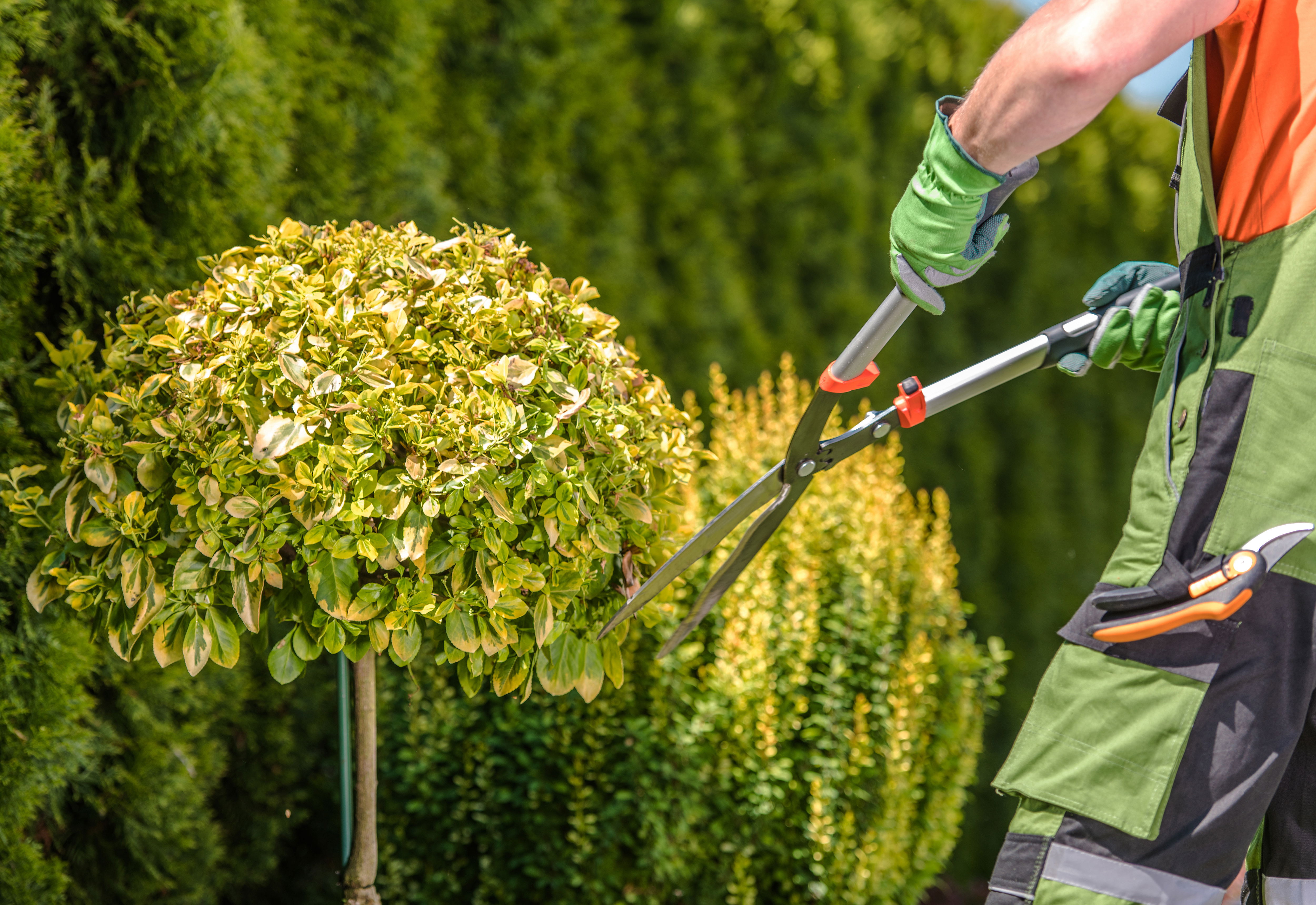 An arborist trimming a bush with gardening shears