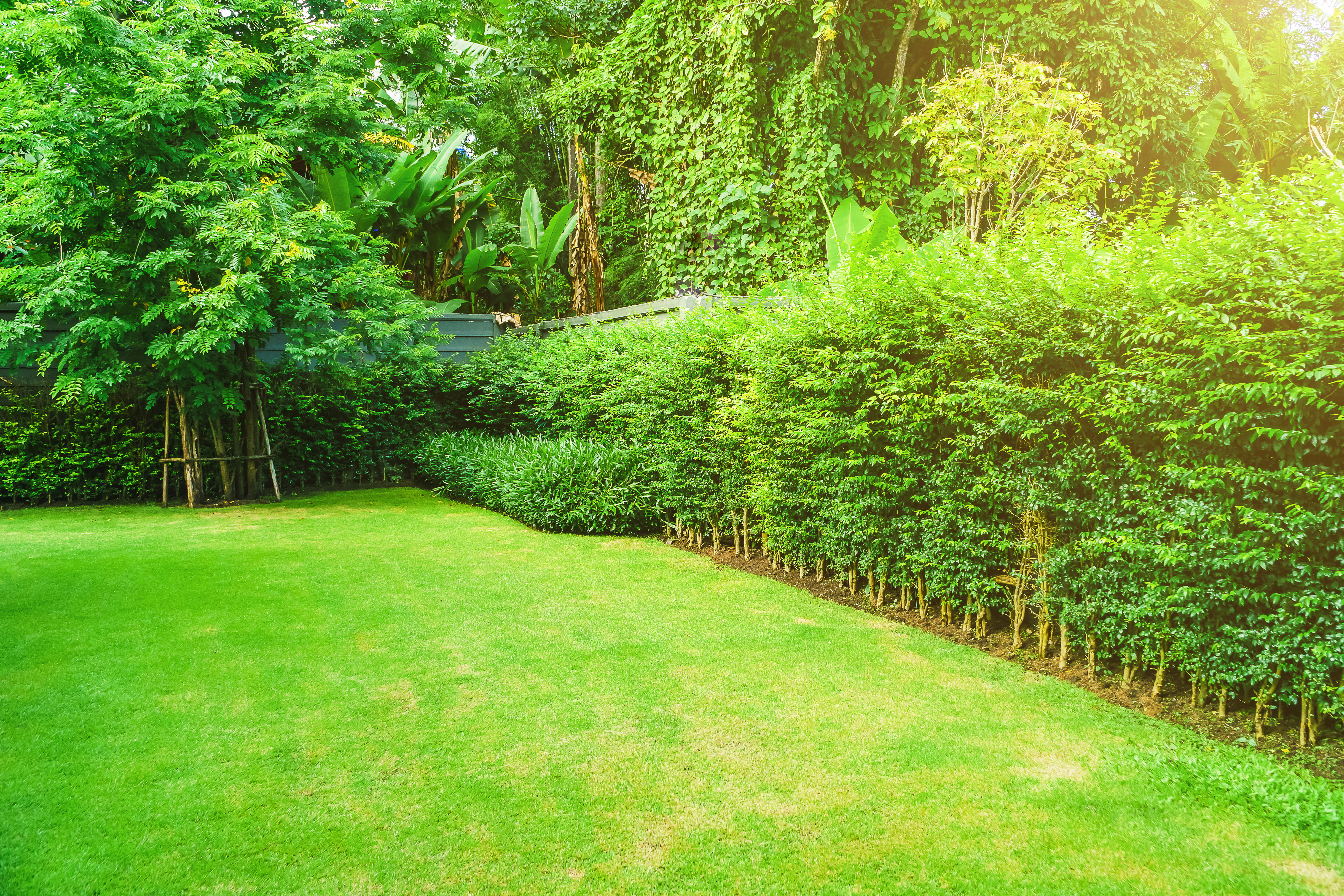 A long row of professionally trimmed trees