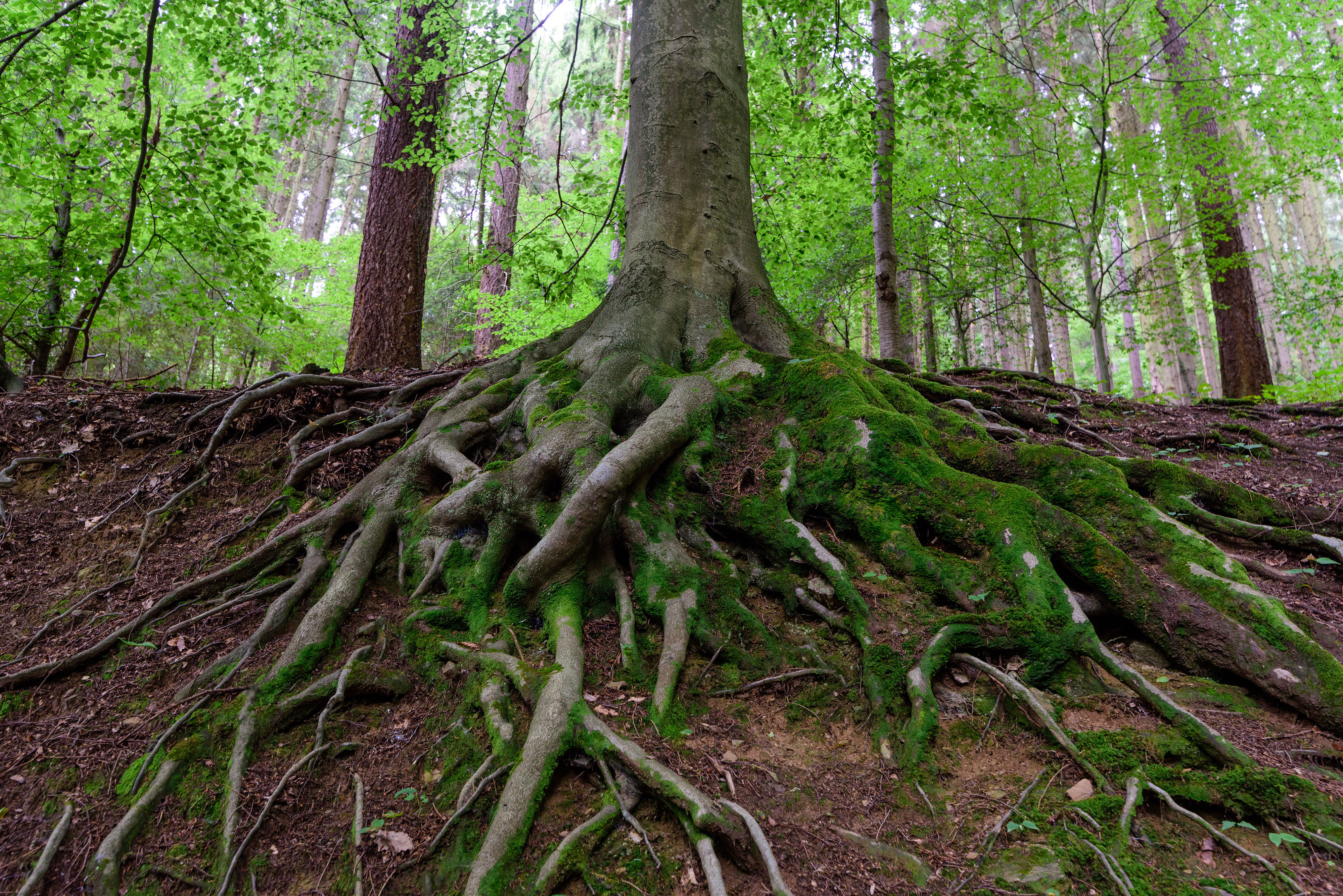 A large tree with roots showing above the soil