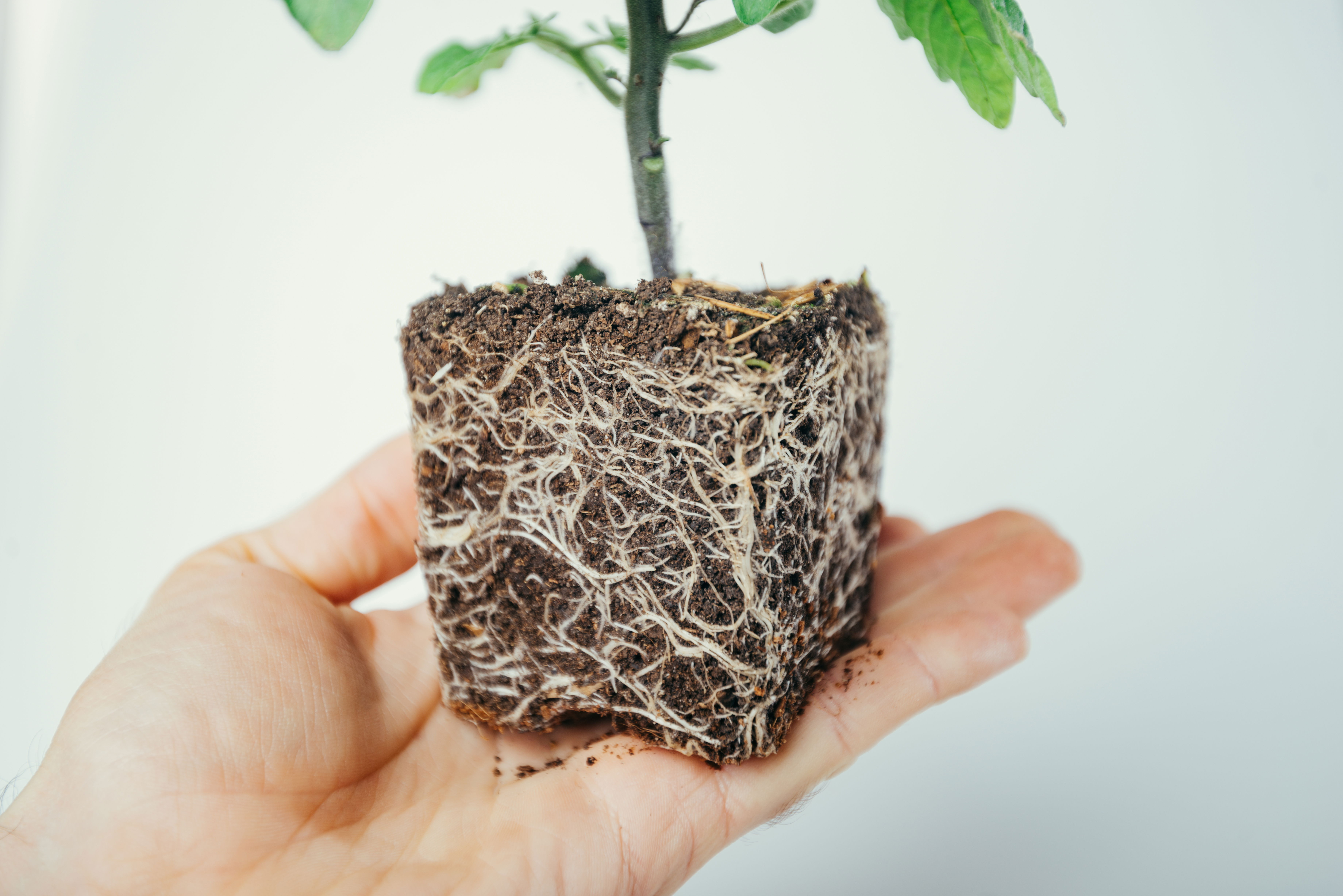 A person holding a small tree with visible roots in the soil