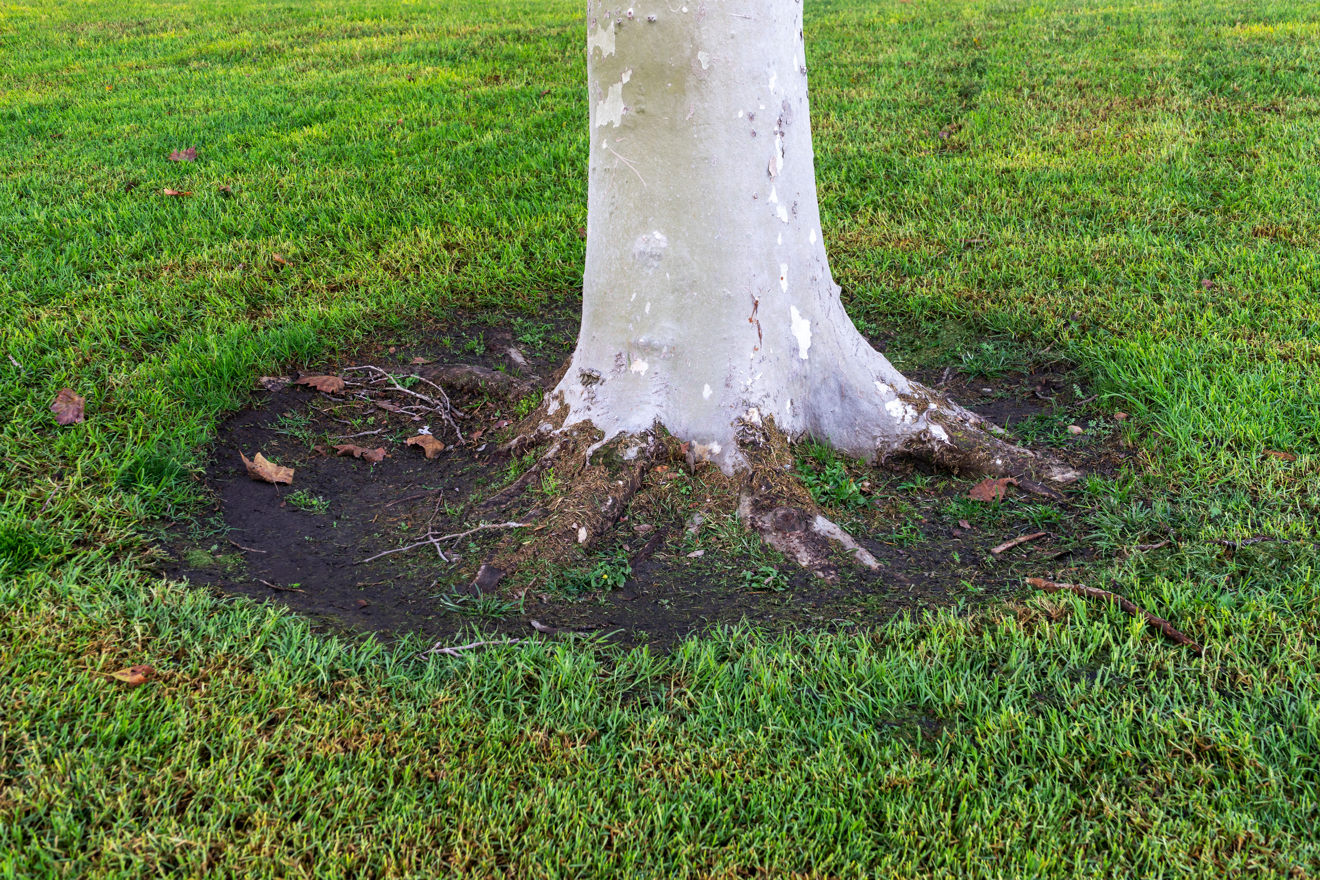 A large tree trunk