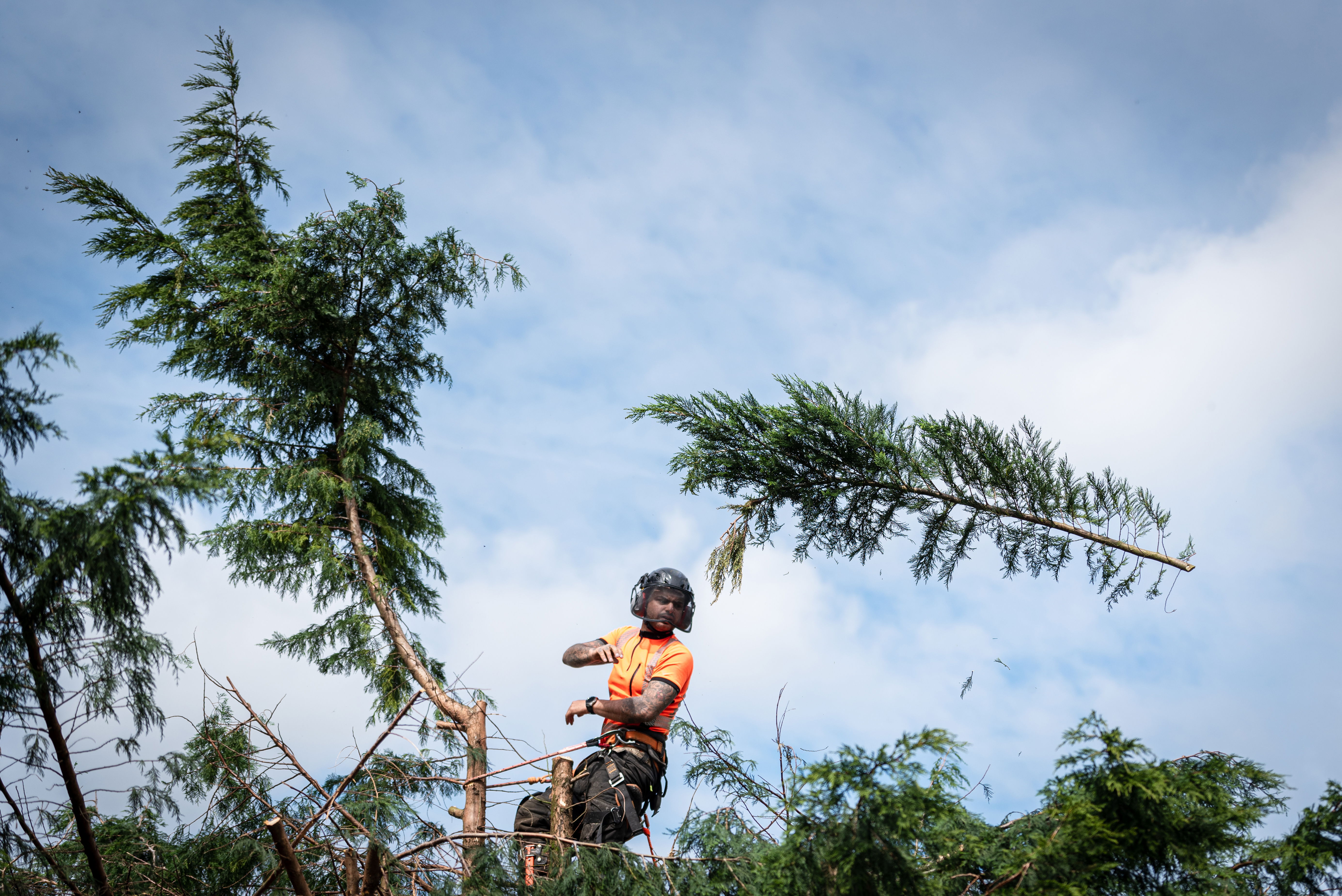 An arborist removing the top of a large tree