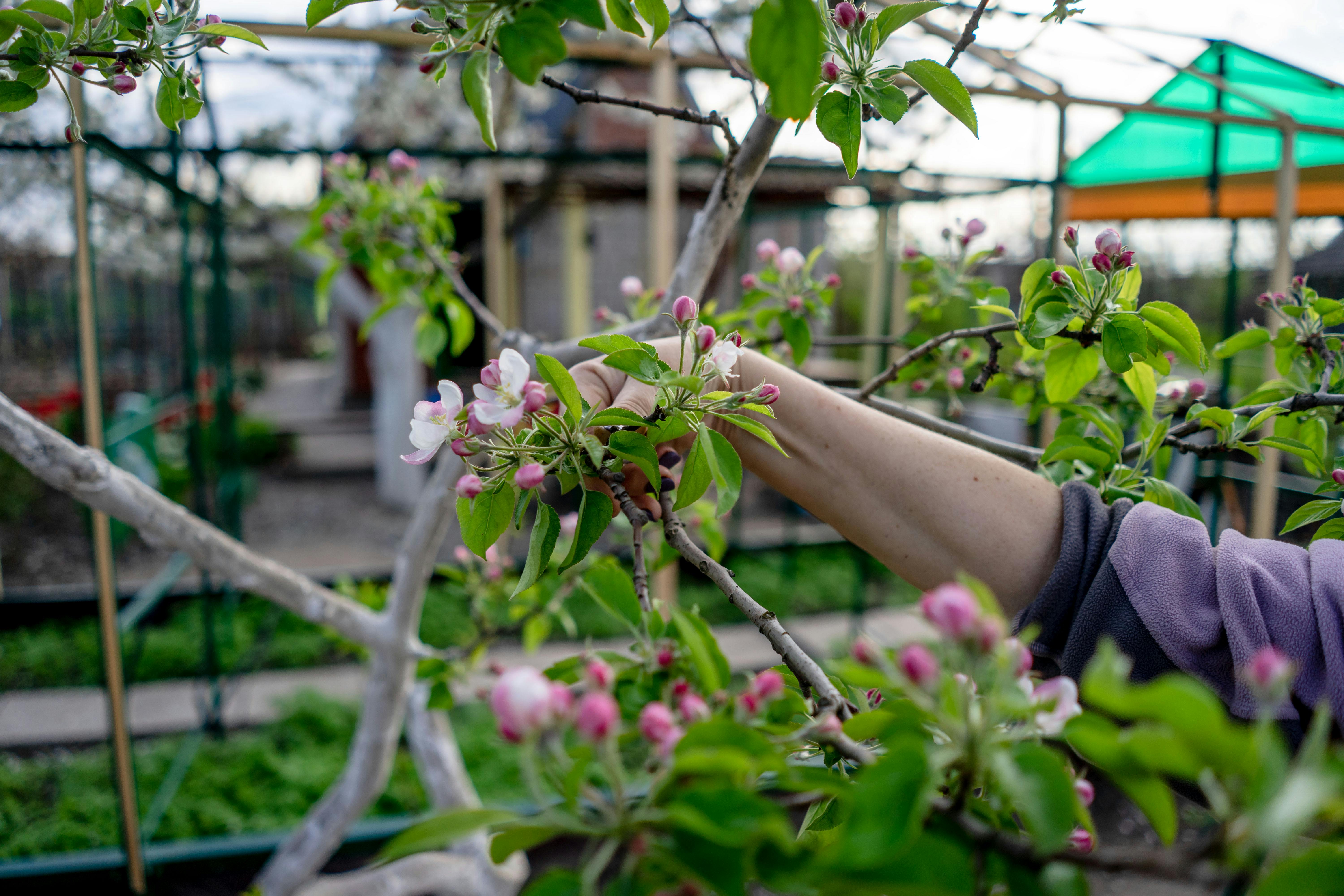 A woman pruning a small tree in a greenhouse