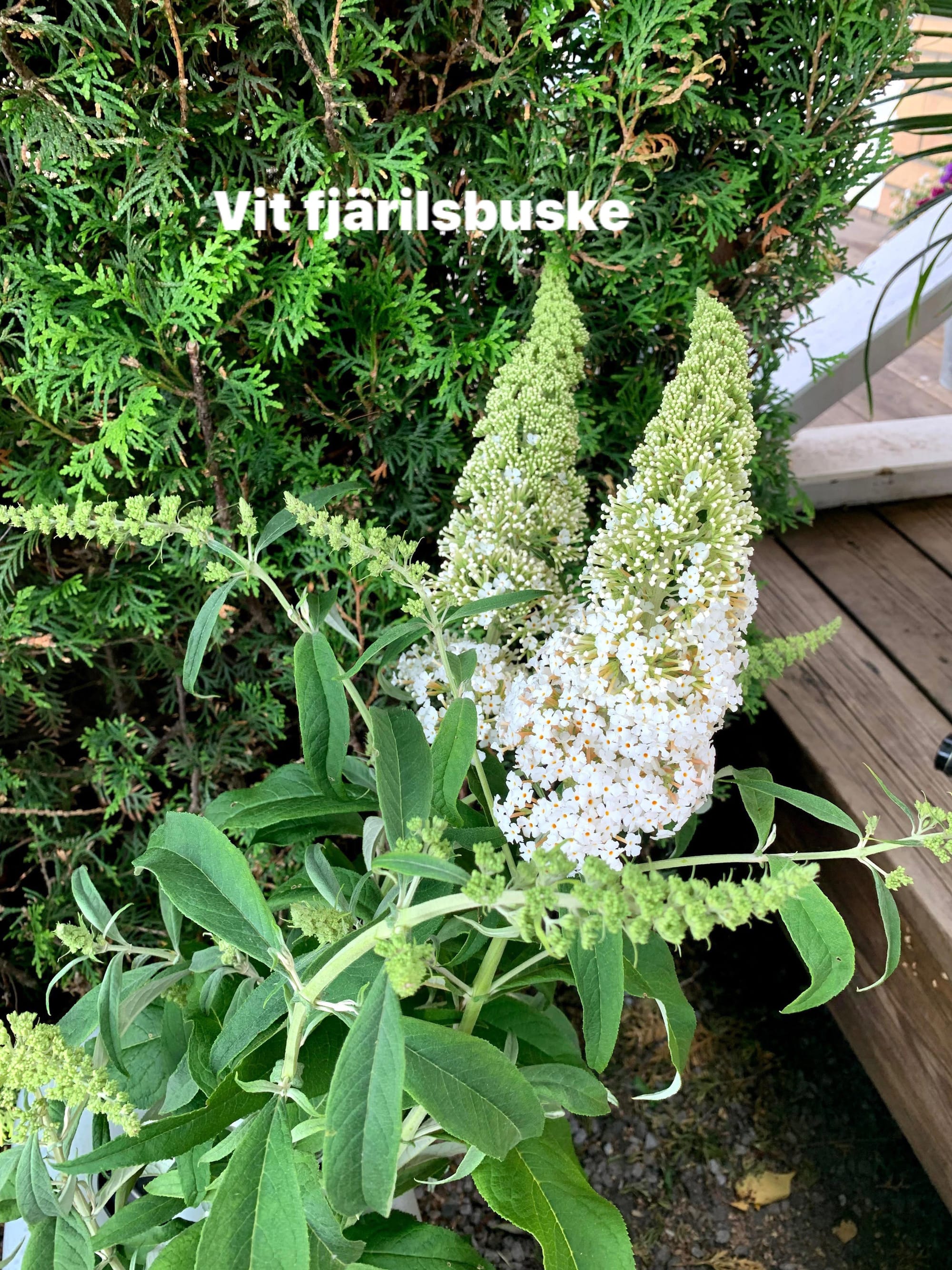 Växter, frön, hantverk