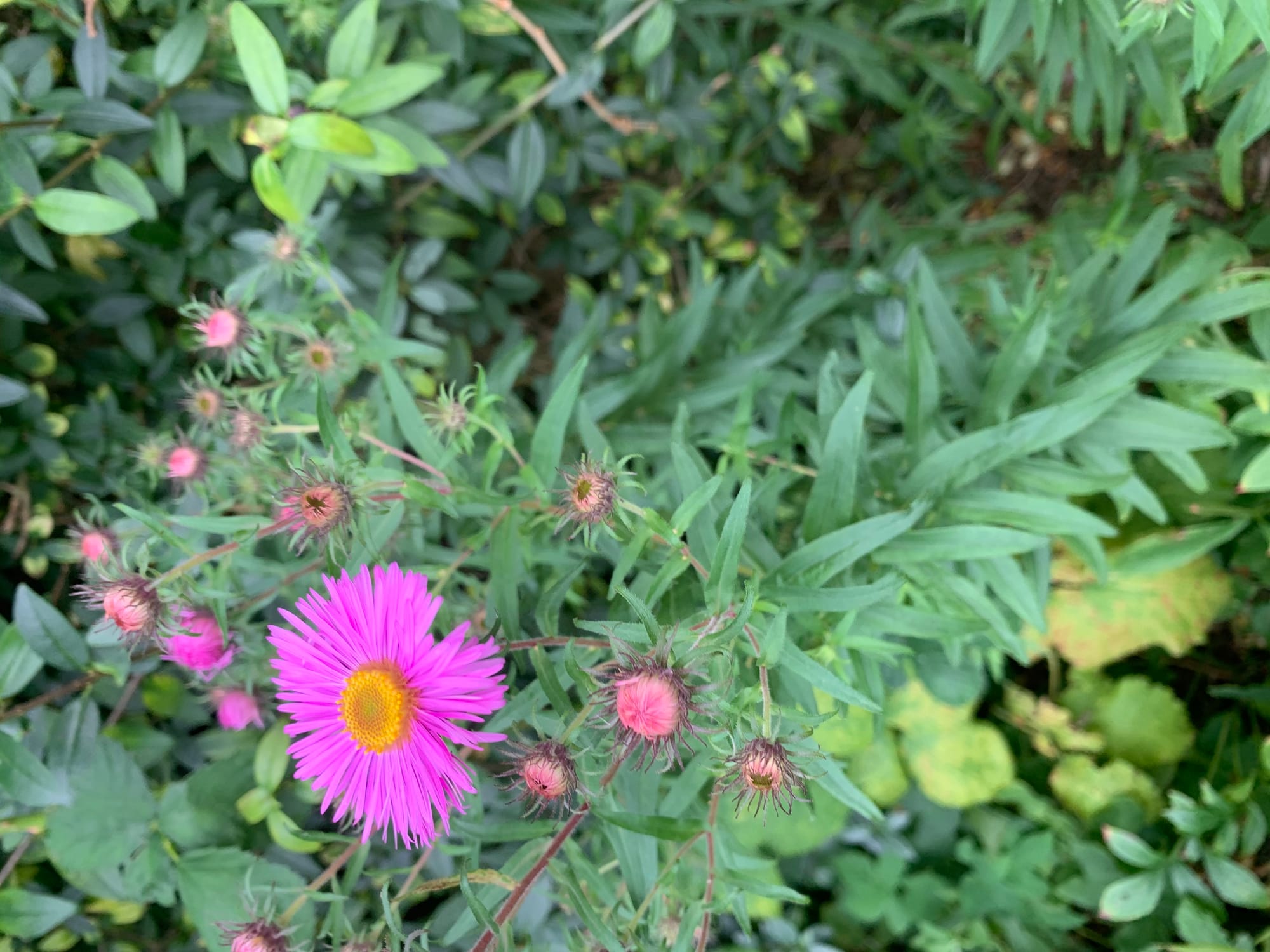 Växter, frön, hantverk