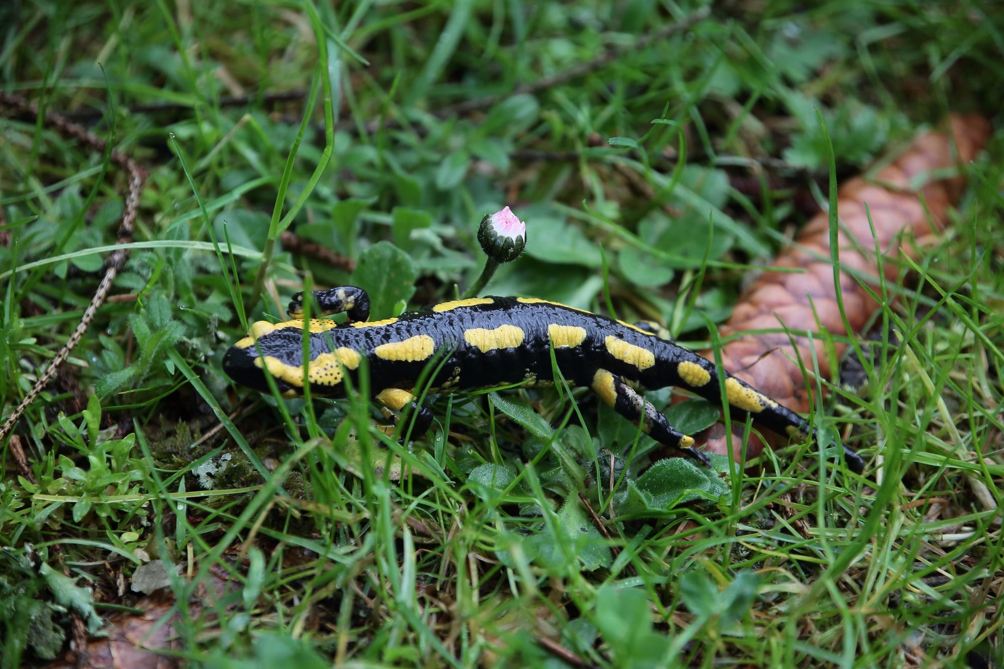 Bsal Oder Auch Salamanderpest - Amphibienhilfe Lindlar