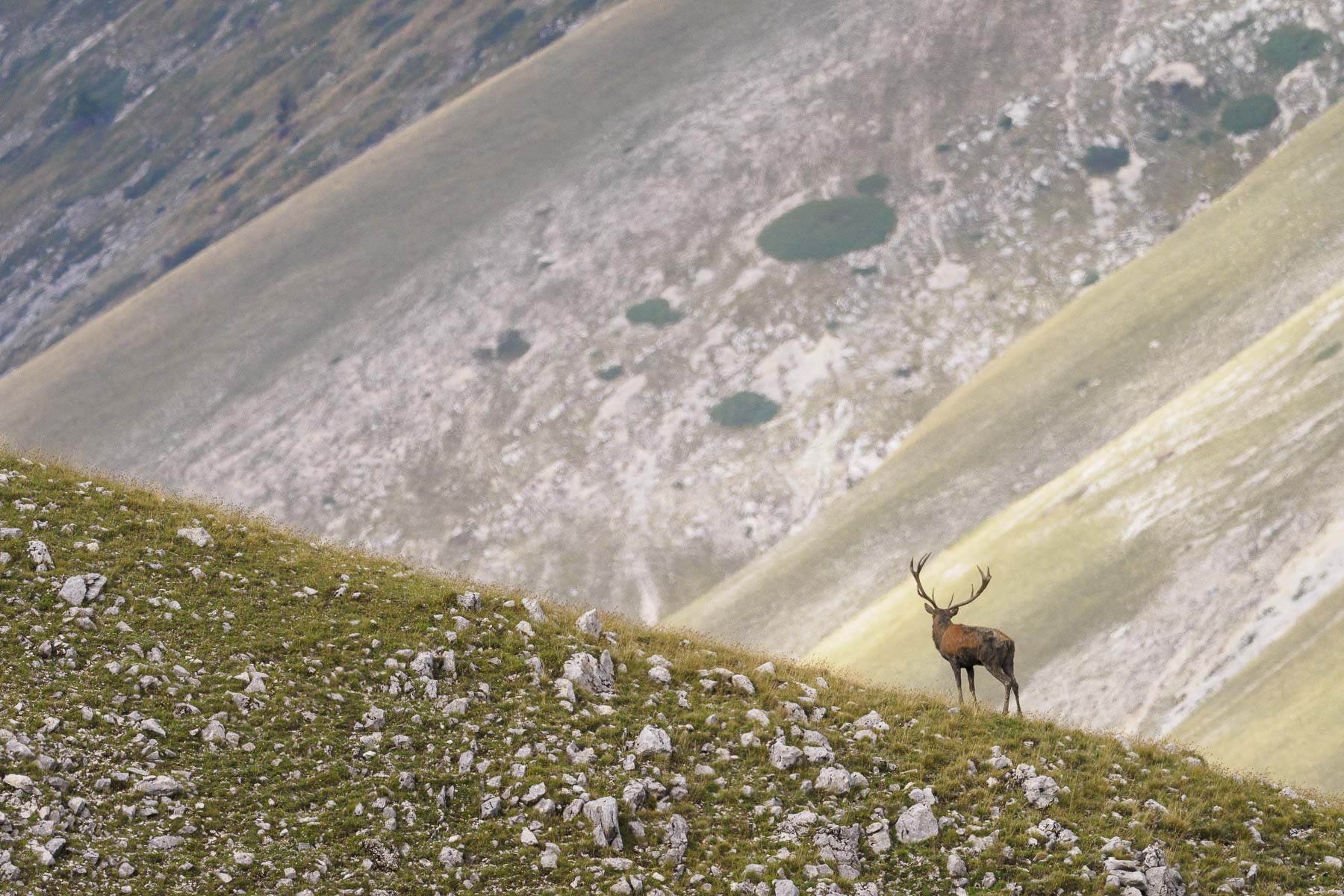 Losa de ciervo en Abruzzo (Italia 2022)