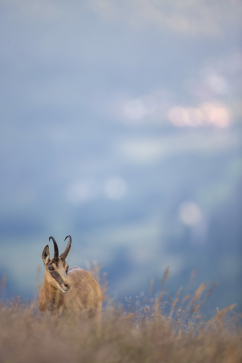 Gamuza de Hohneck o de otro lugar