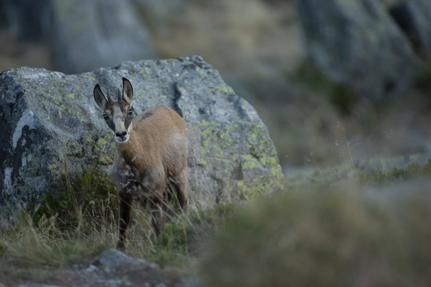 Gamuza de Hohneck o de otro lugar