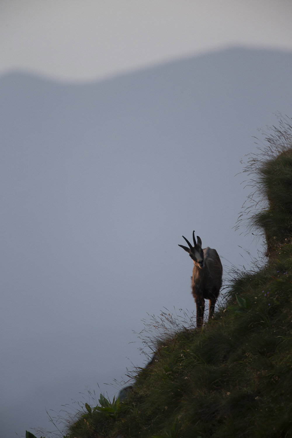 Gamuza de Hohneck o de otro lugar