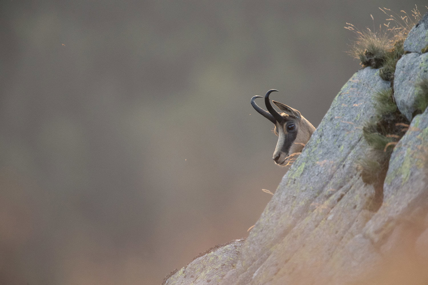Gamuza de Hohneck o de otro lugar
