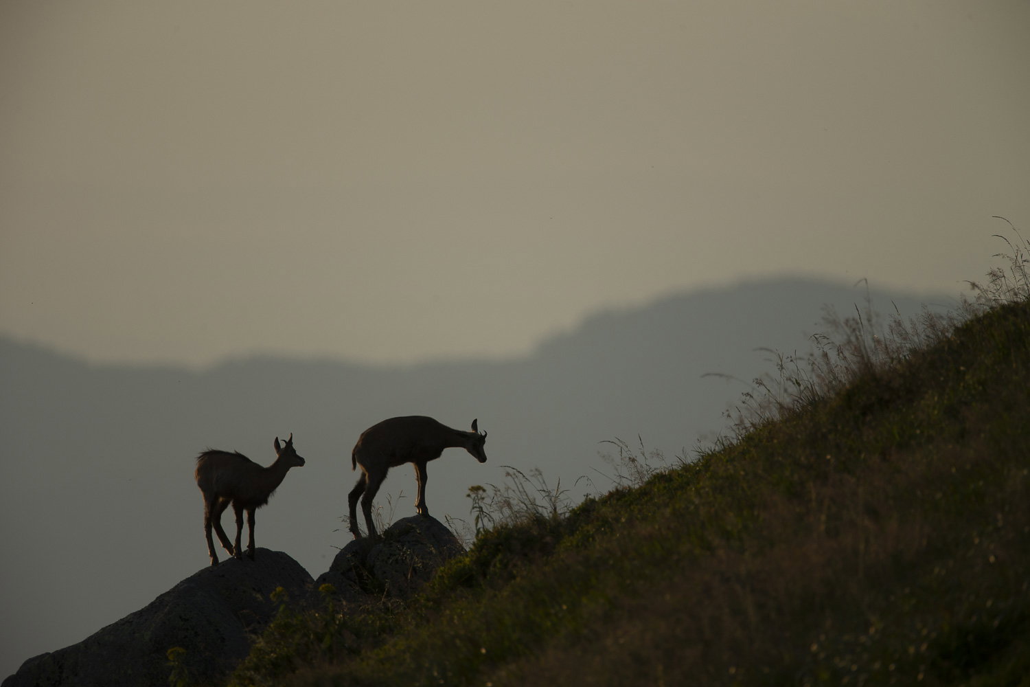 Gamuza de Hohneck o de otro lugar