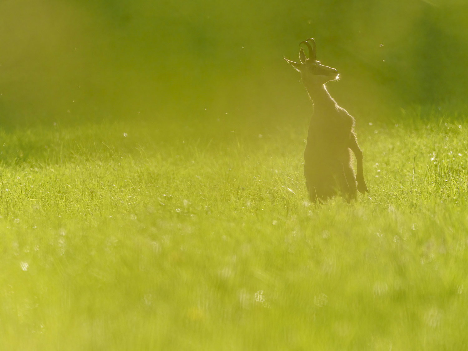 Gamuza de Hohneck o de otro lugar