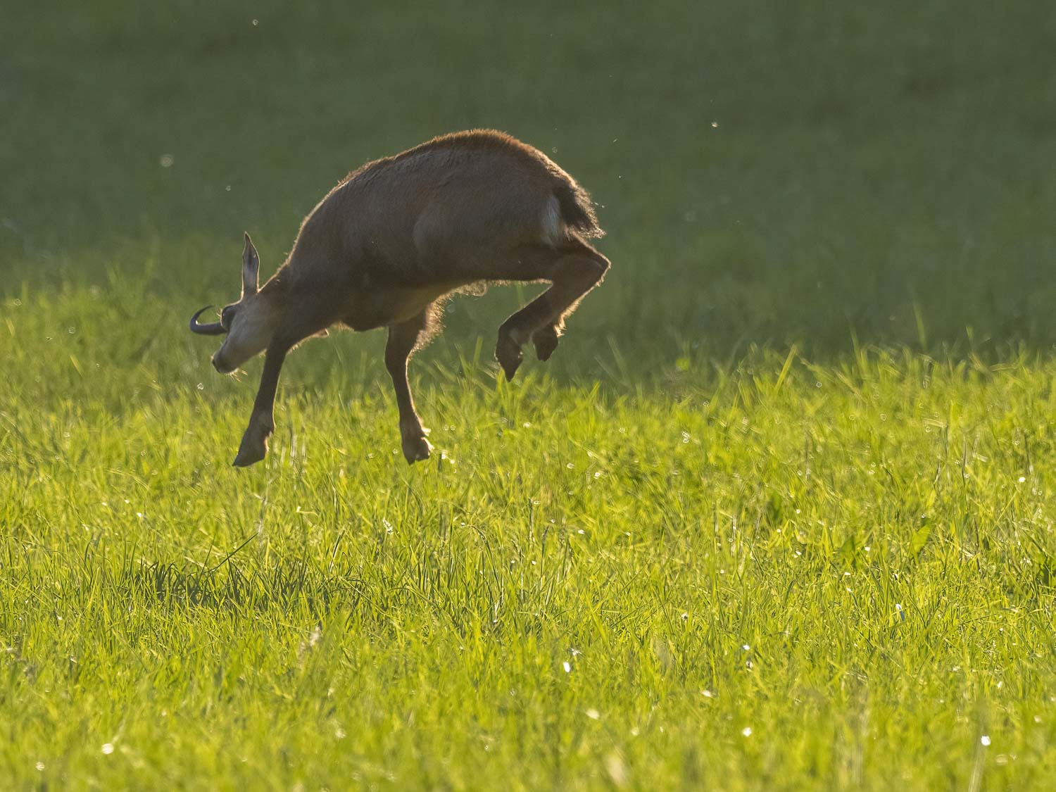 Gamuza de Hohneck o de otro lugar