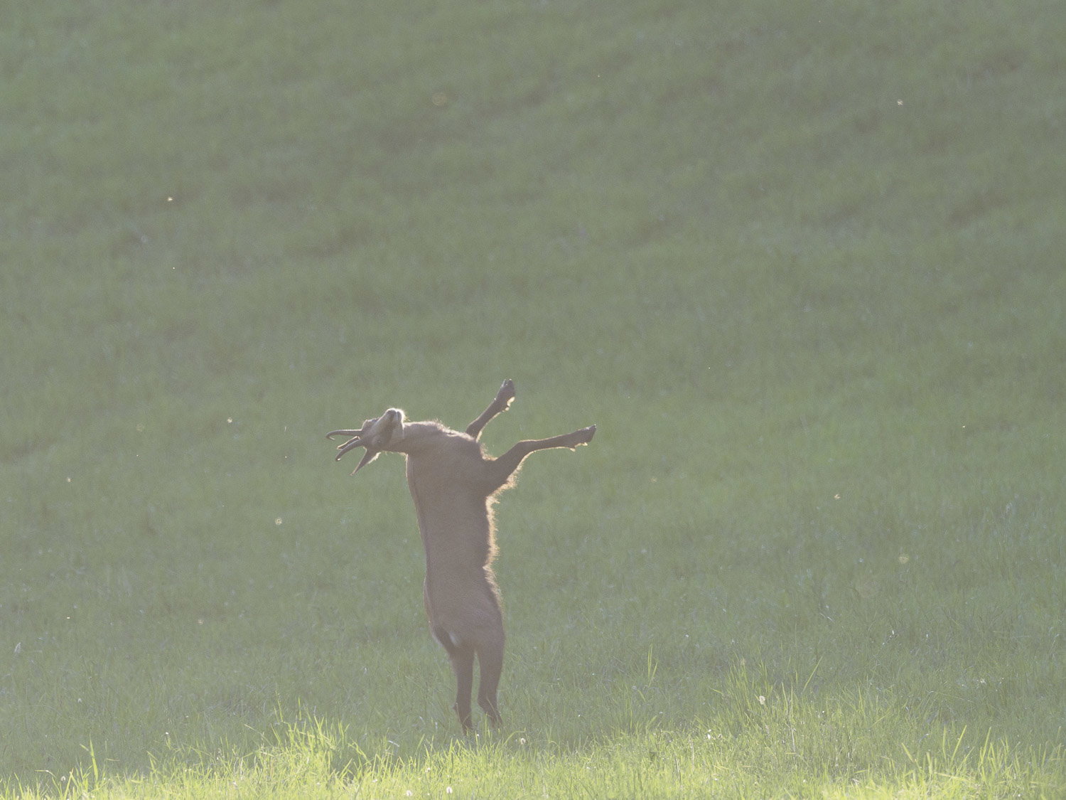 Gamuza de Hohneck o de otro lugar