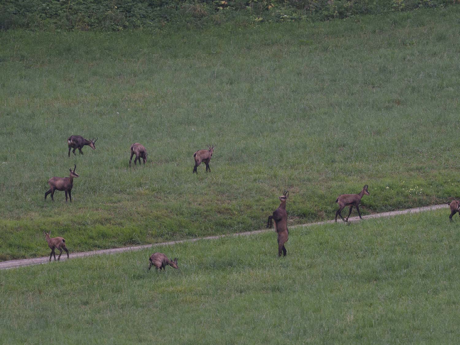 Gamuza de Hohneck o de otro lugar