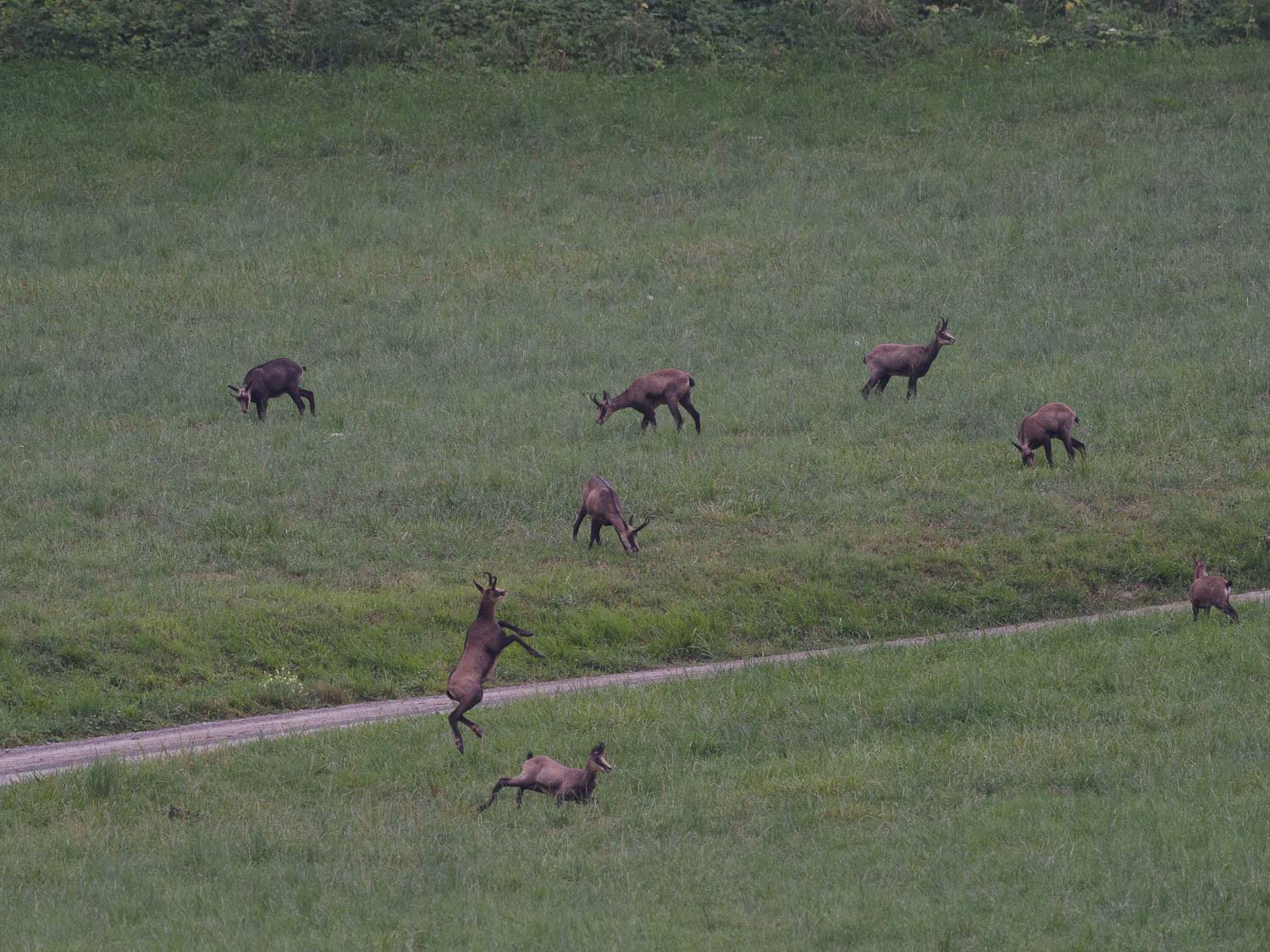 Gamuza de Hohneck o de otro lugar