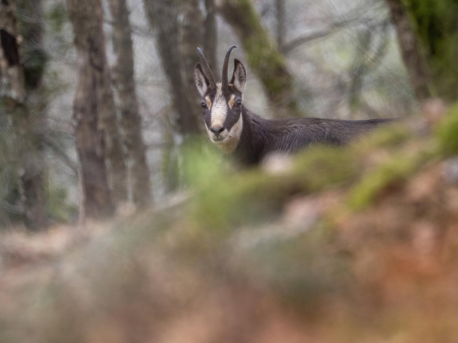 Gamuza de Hohneck o de otro lugar
