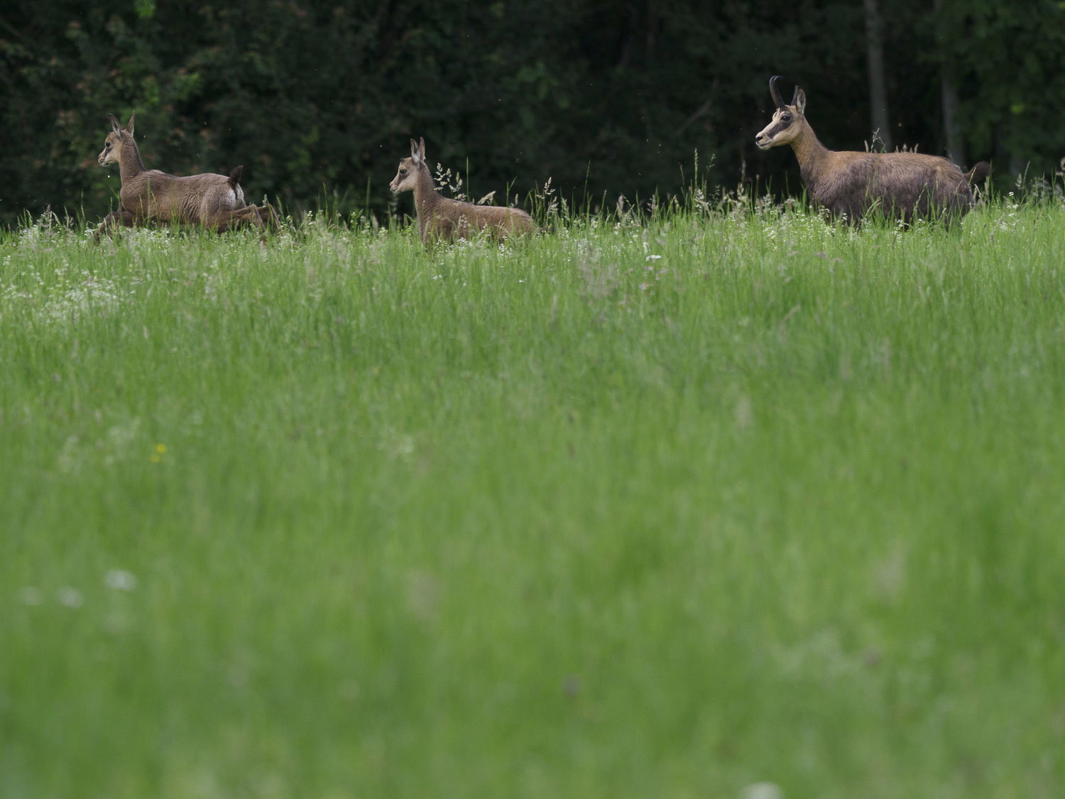 Gamuza de Hohneck o de otro lugar