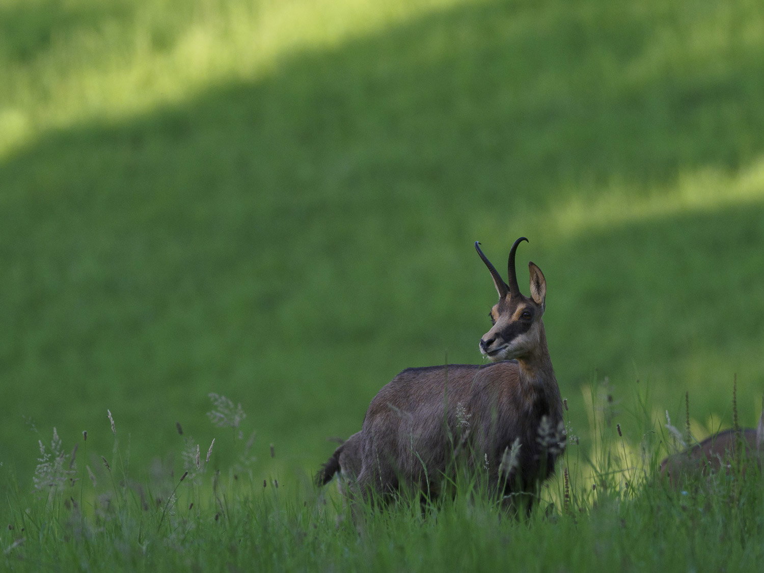 Gamuza de Hohneck o de otro lugar