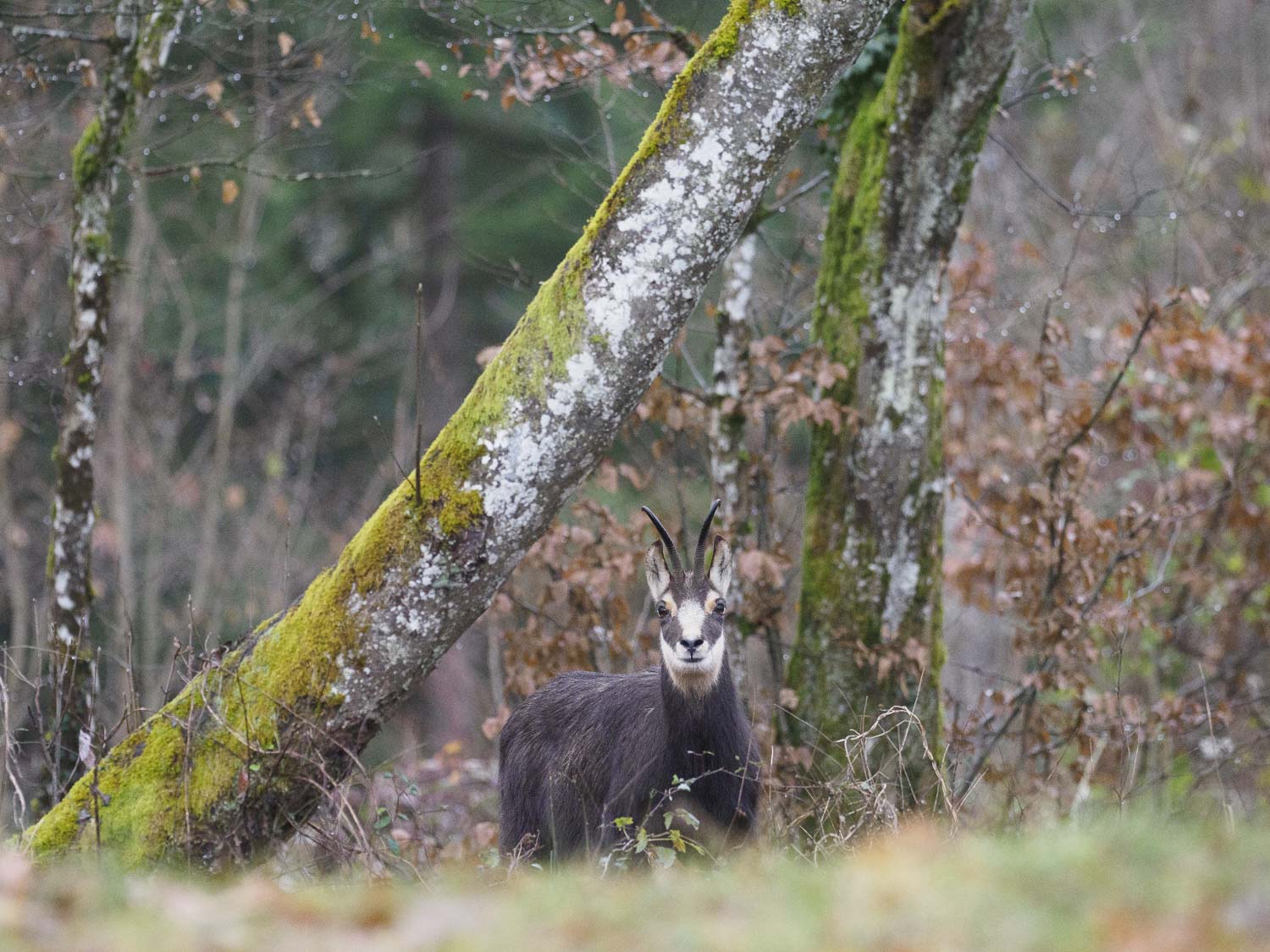 Gamuza de Hohneck o de otro lugar