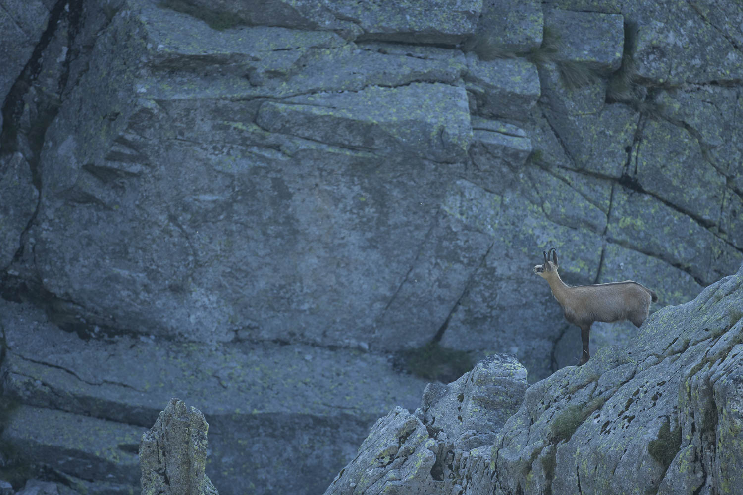 Gamuza de Hohneck o de otro lugar