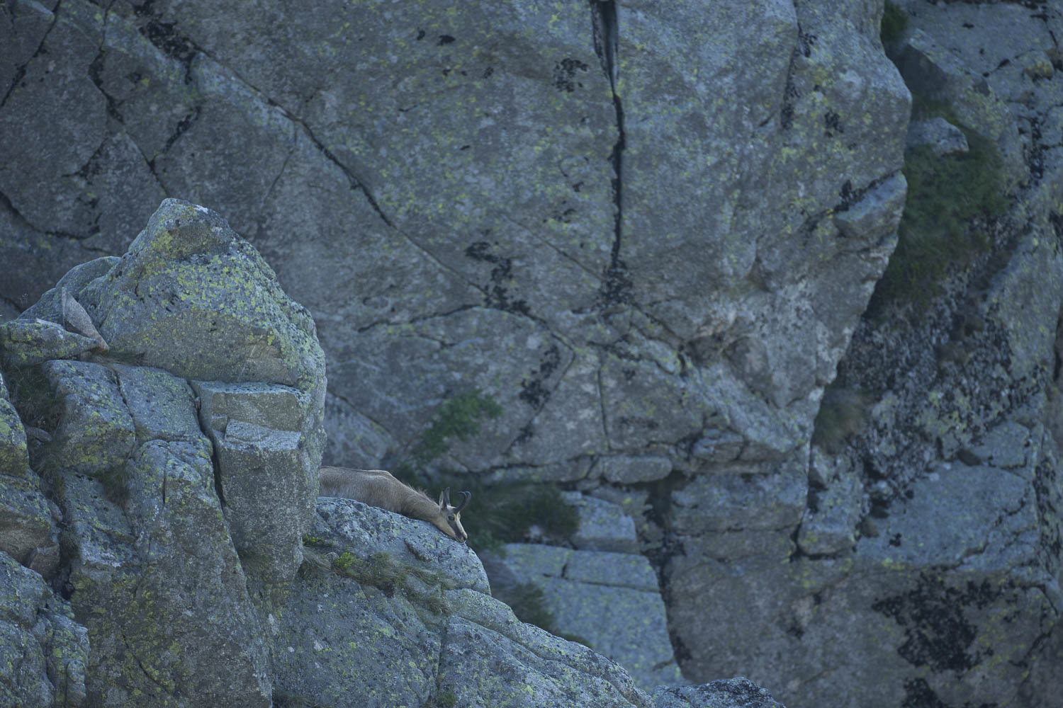 Gamuza de Hohneck o de otro lugar