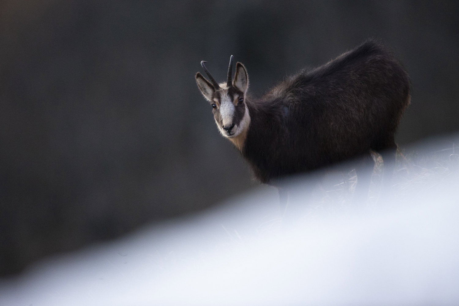 Gamuza de Hohneck o de otro lugar
