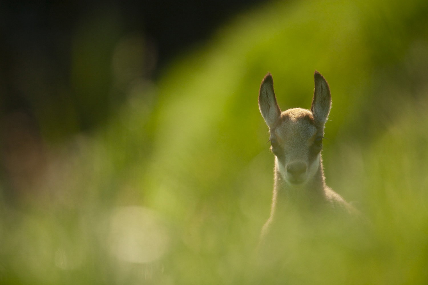 Gamuza de Hohneck o de otro lugar