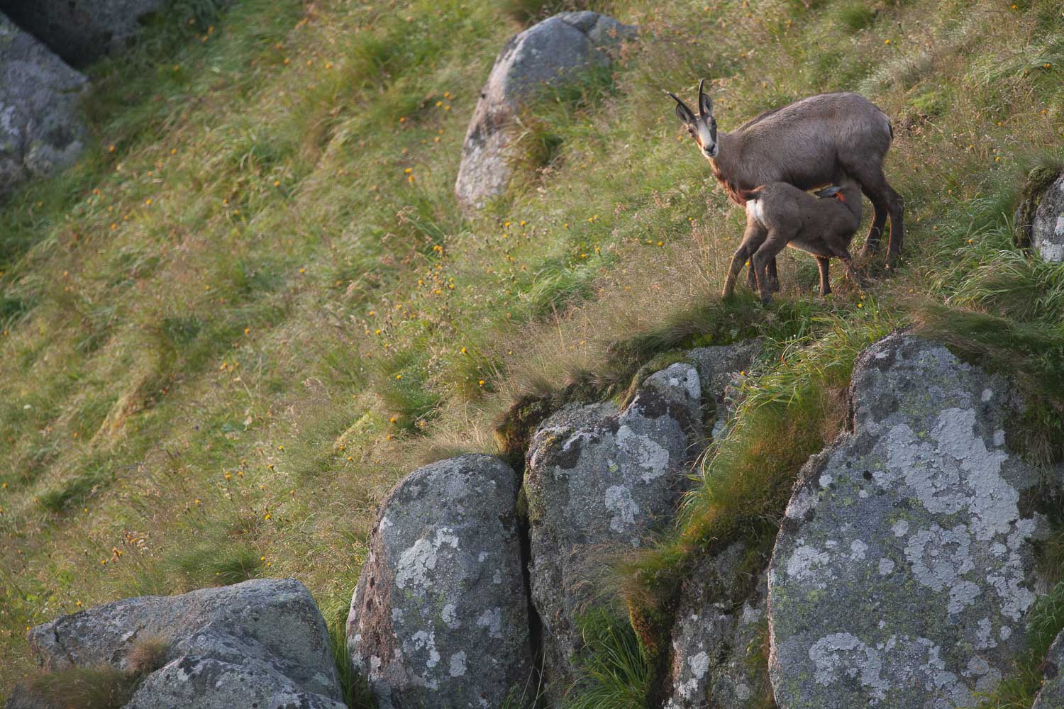 Gamuza de Hohneck o de otro lugar