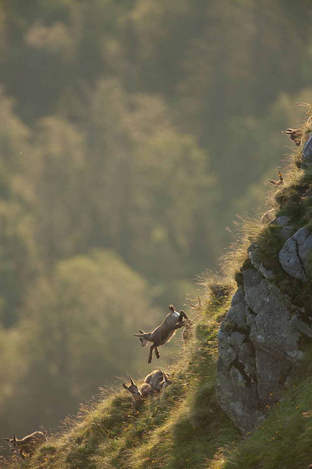 Gamuza de Hohneck o de otro lugar