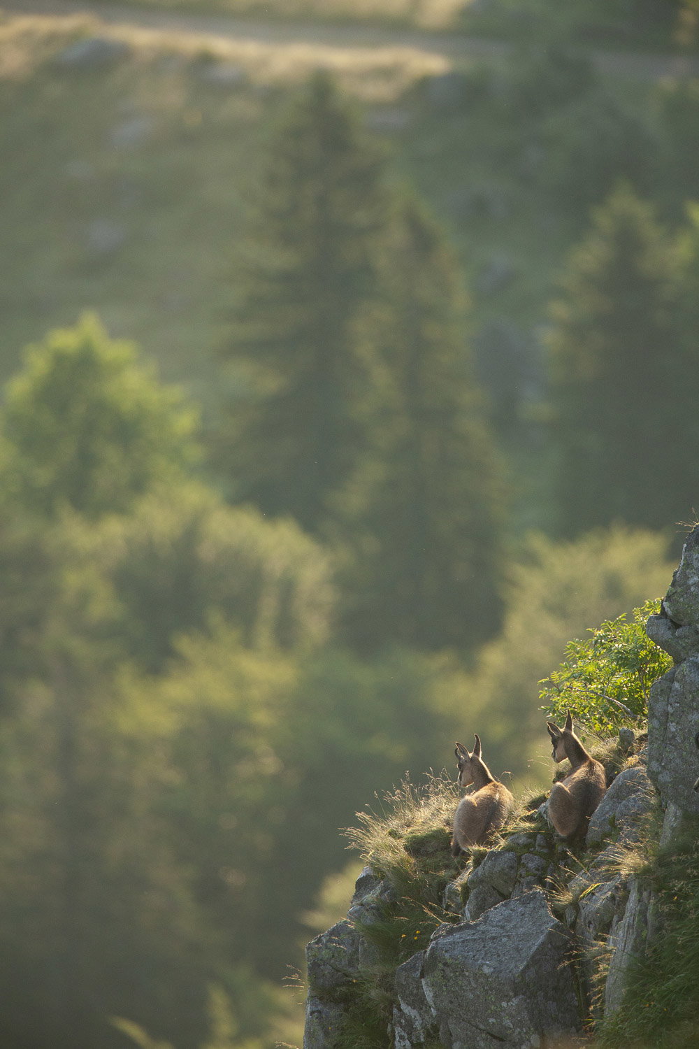 Gamuza de Hohneck o de otro lugar