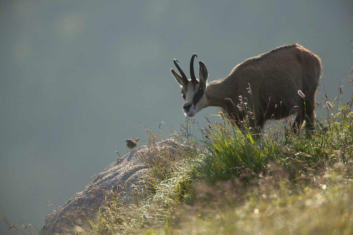Gamuza de Hohneck o de otro lugar