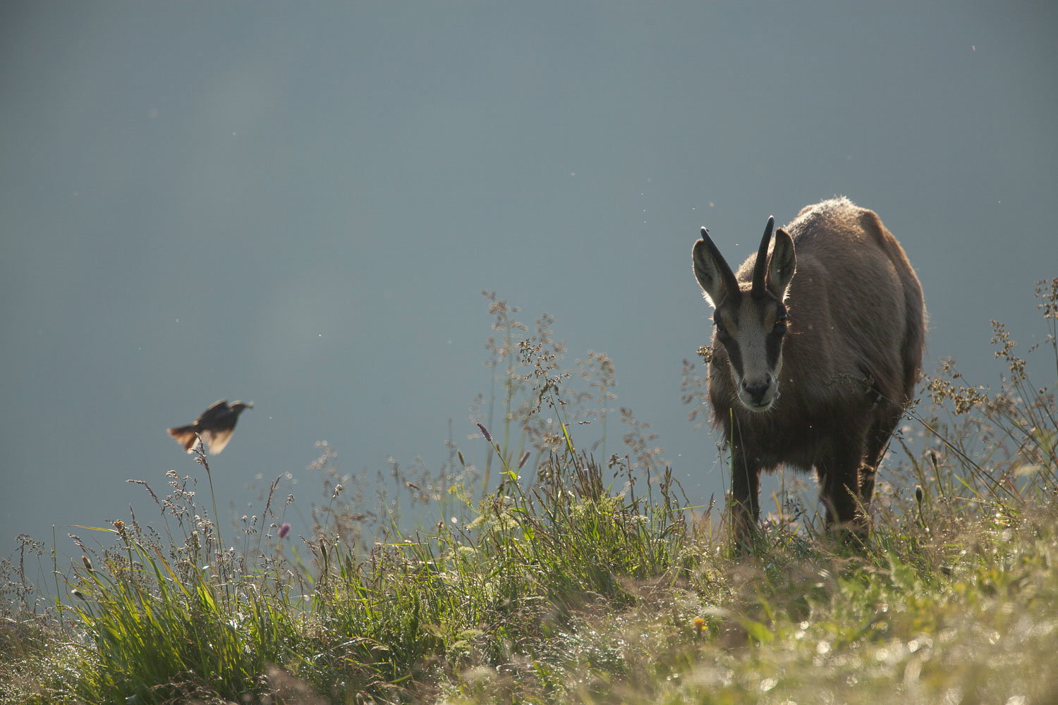 Gamuza de Hohneck o de otro lugar
