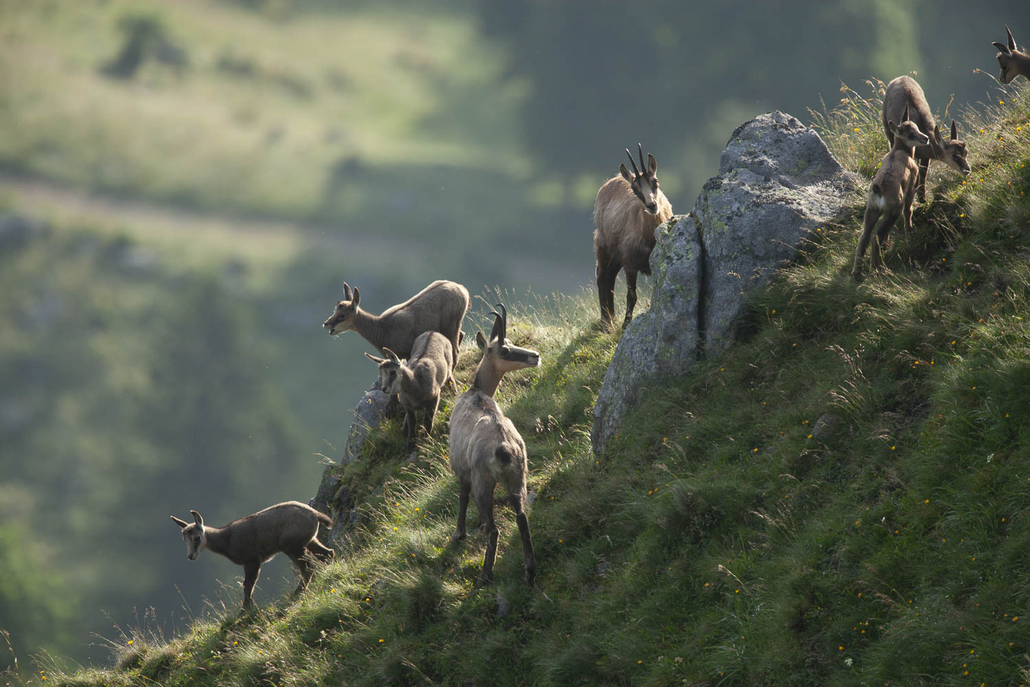 Gamuza de Hohneck o de otro lugar