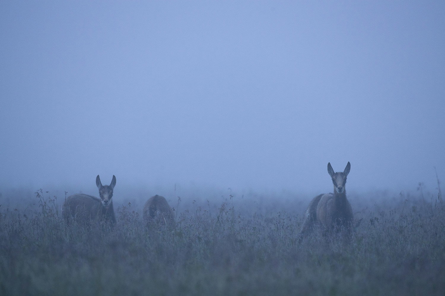 Gamuza de Hohneck o de otro lugar