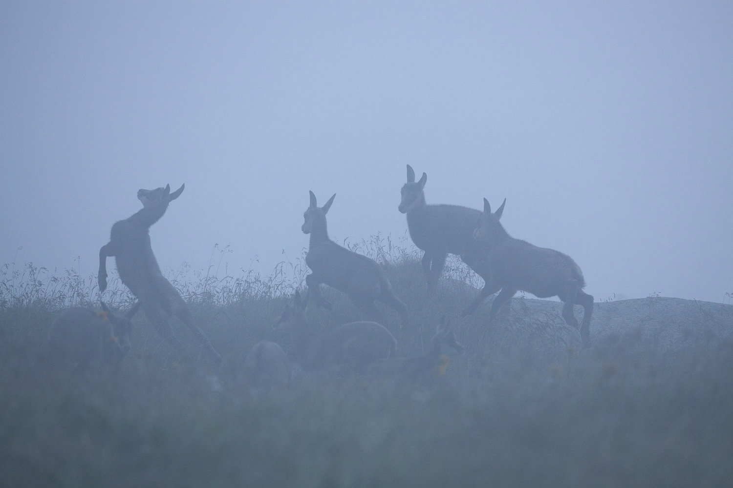 Gamuza de Hohneck o de otro lugar