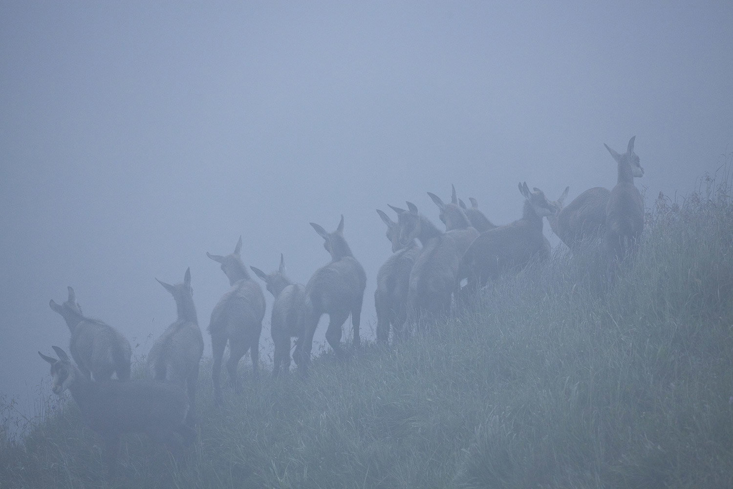Gamuza de Hohneck o de otro lugar