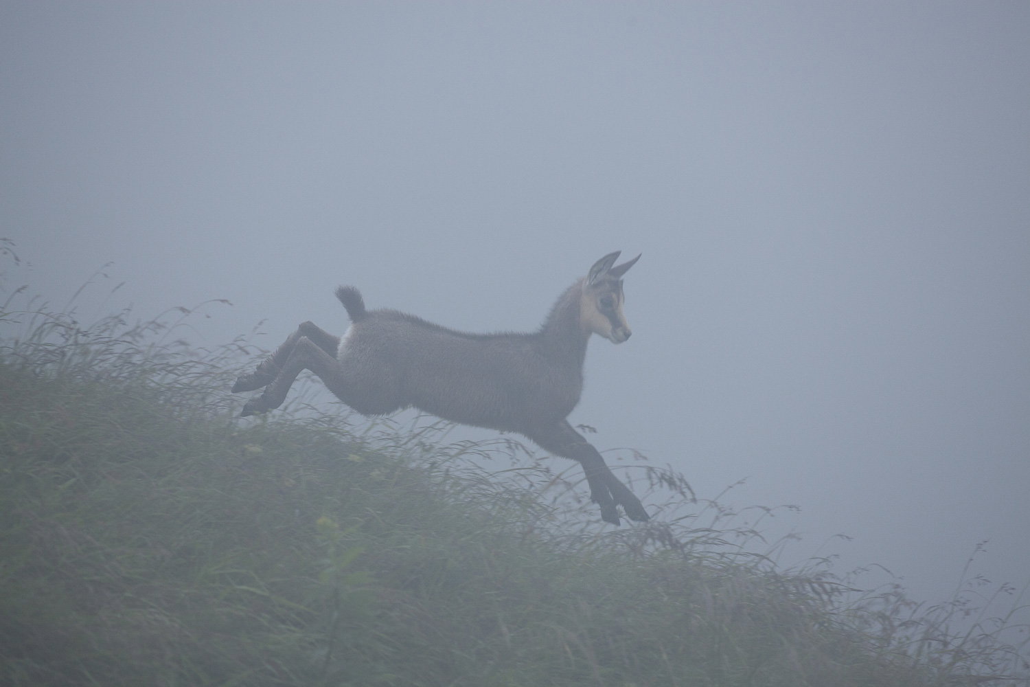 Gamuza de Hohneck o de otro lugar