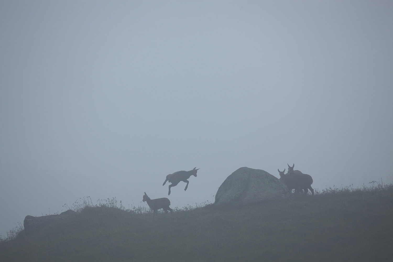 Gamuza de Hohneck o de otro lugar