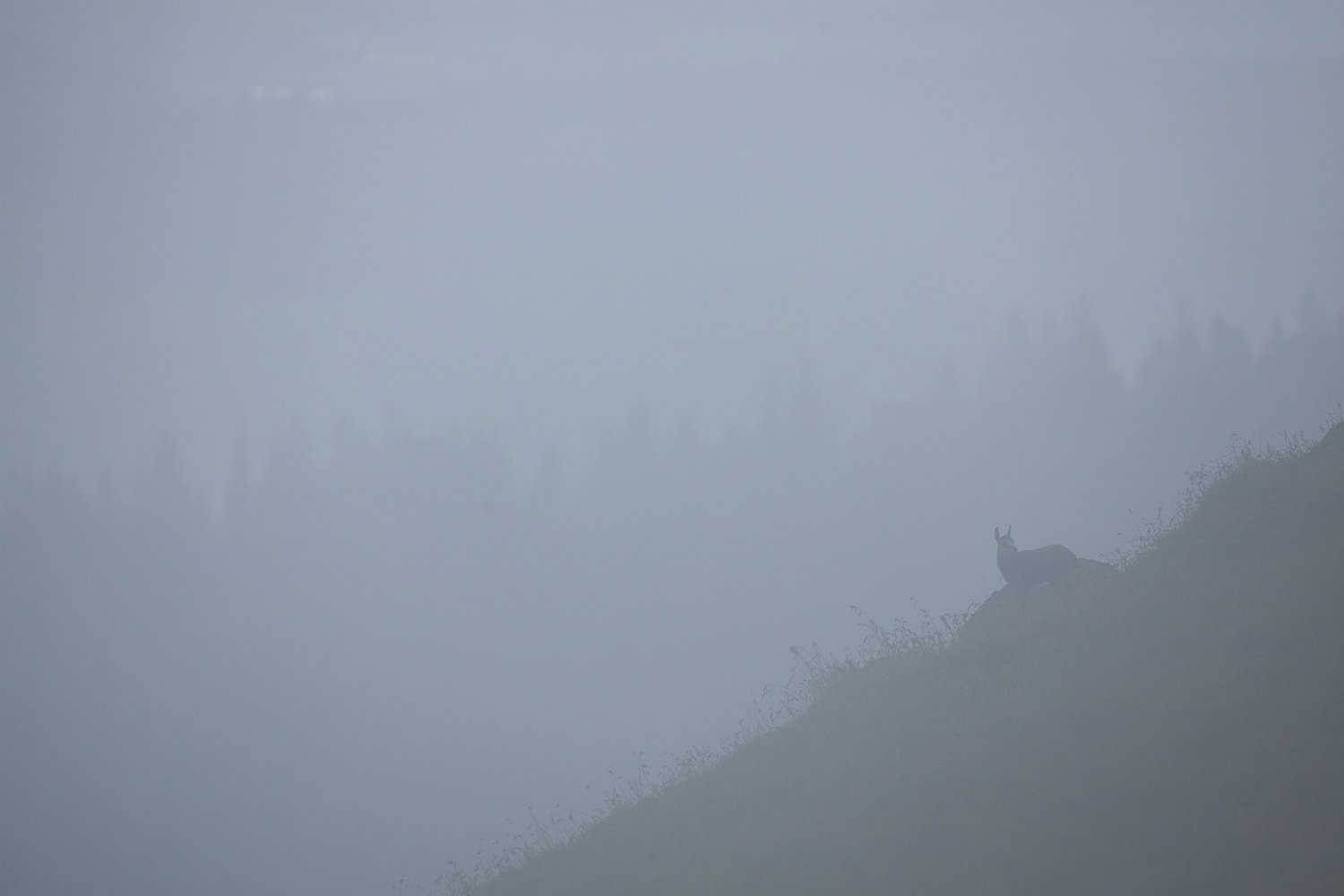Gamuza de Hohneck o de otro lugar