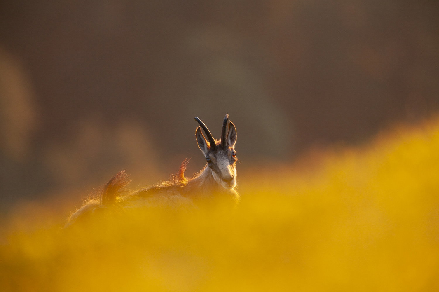 Gamuza de Hohneck o de otro lugar