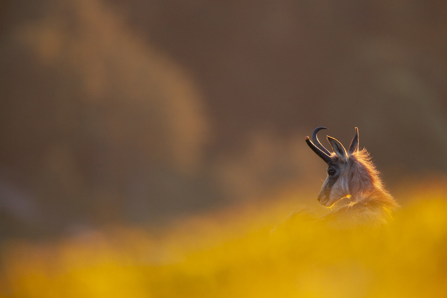 Gamuza de Hohneck o de otro lugar