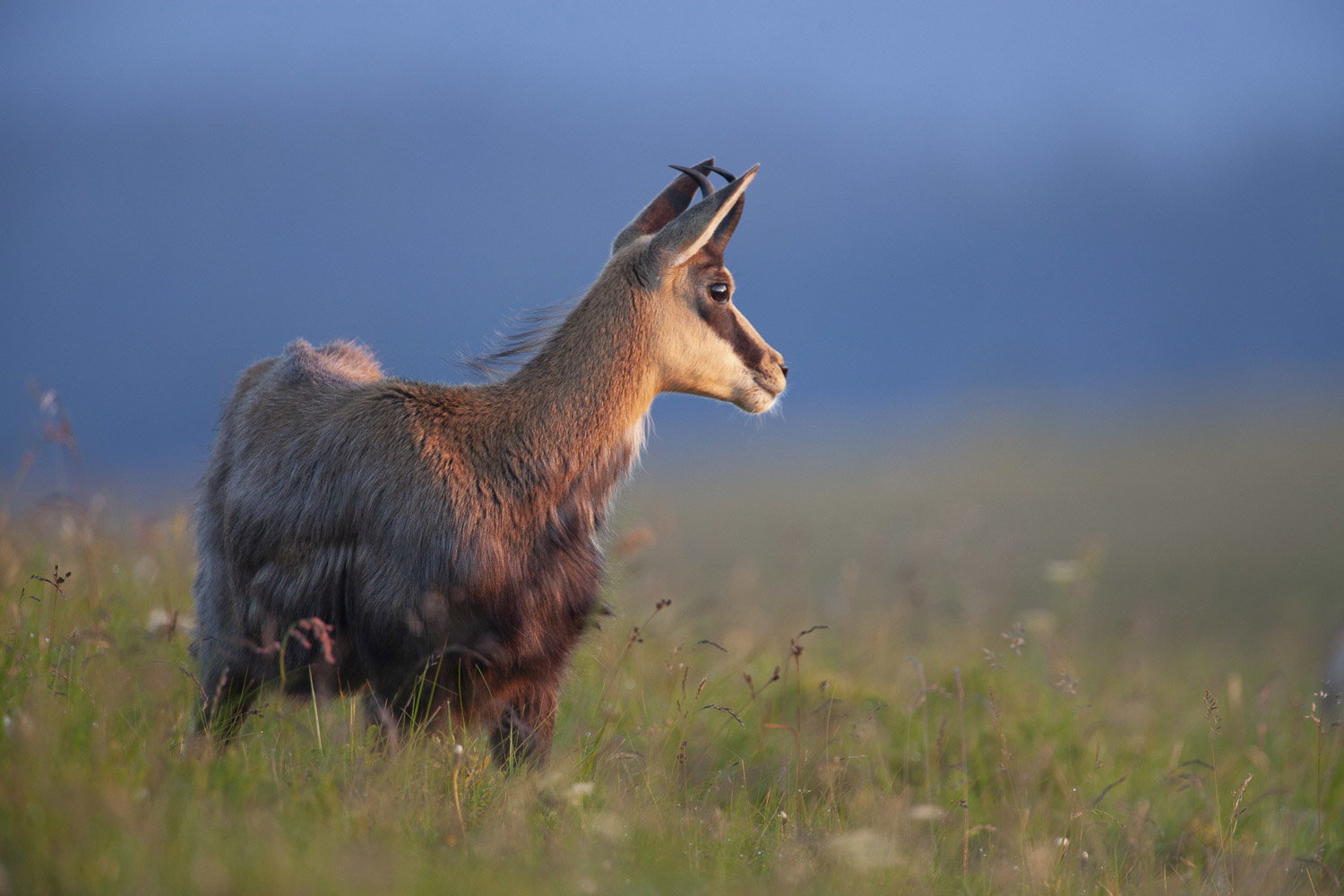 Gamuza de Hohneck o de otro lugar