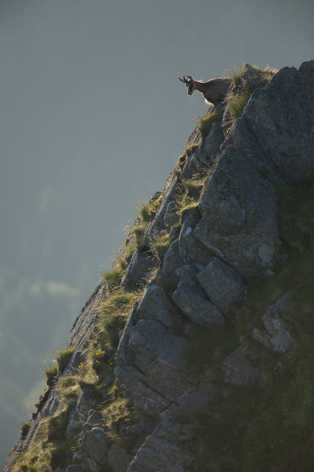 Gamuza de Hohneck o de otro lugar