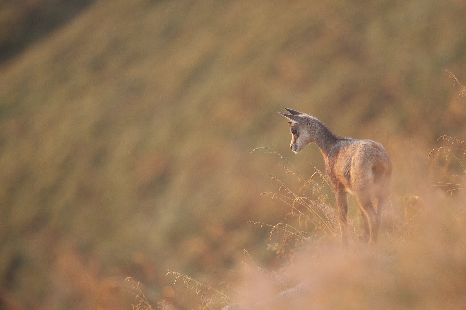 Gamuza de Hohneck o de otro lugar