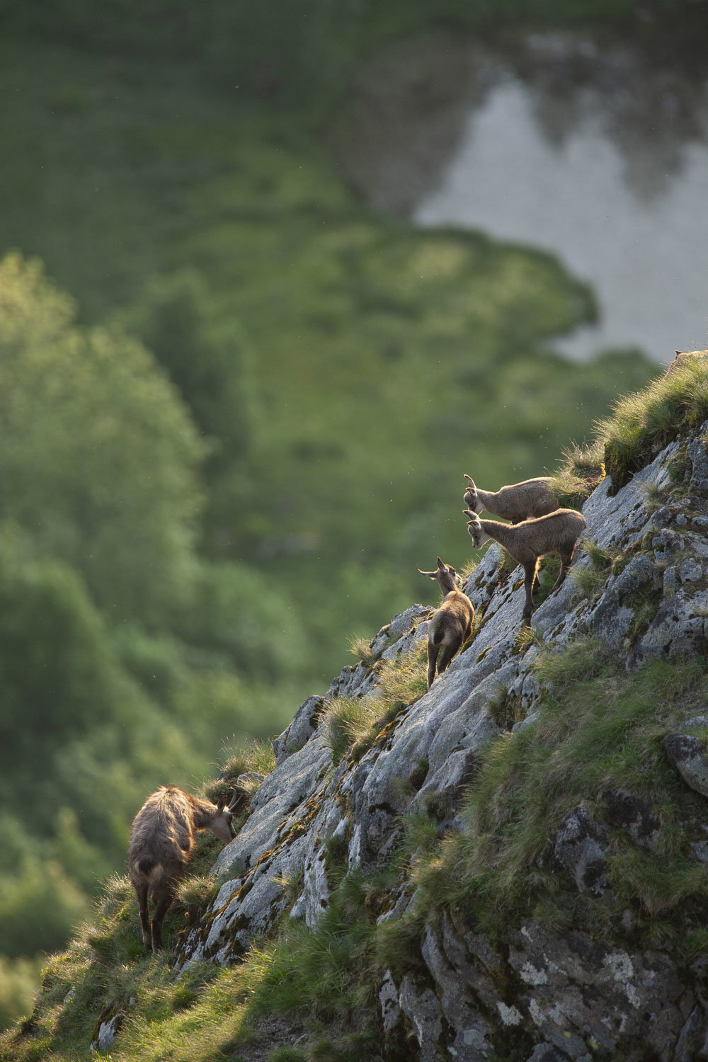 Gamuza de Hohneck o de otro lugar